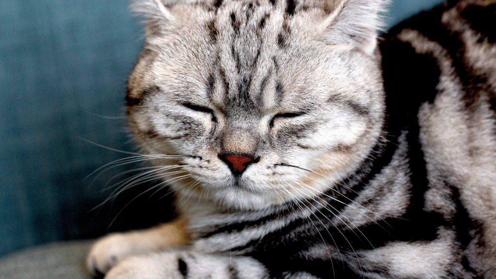 Pet-Friendly Home Blog - Sleeping Cat