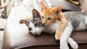 Pet-Friendly Home Blog - Two Kittens Snuggling