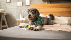 Pet-Friendly Home Blog - Dog on Bed