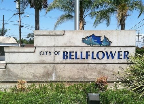bellflower