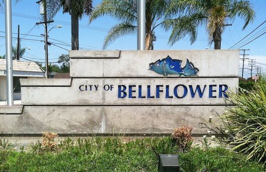 bellflower