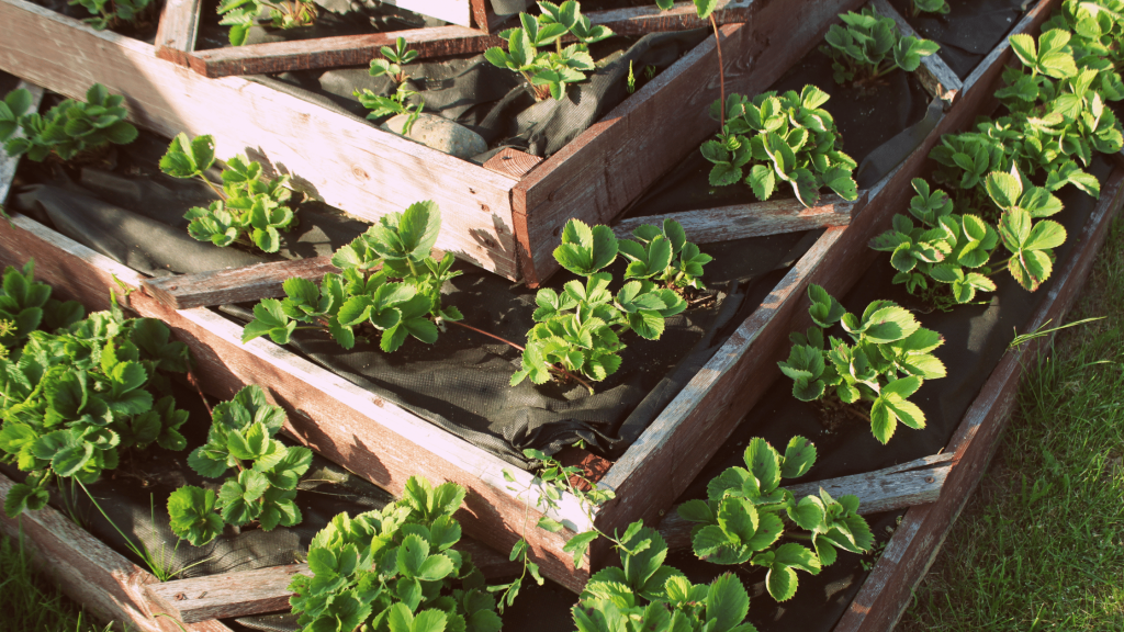 Container Gardens