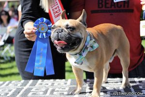 bulldog-beauty-contest-4