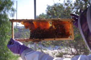 long-beach-beekeepers-5