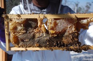 long-beach-beekeepers-6