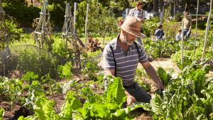 Long Beach Community Gardens (1)