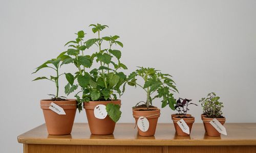 How to Grow an Herb Container Garden