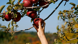 Fall Feeling - Apple Picking