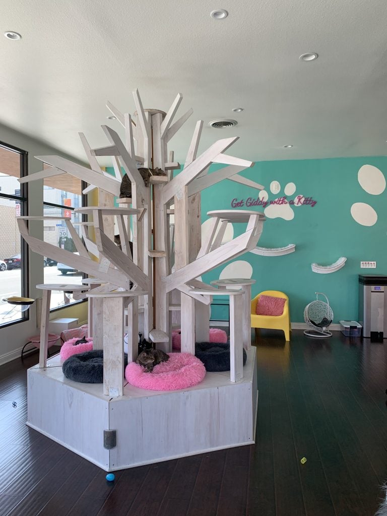 Cat Tree at Feline Good Social Club in Long Beach, CA