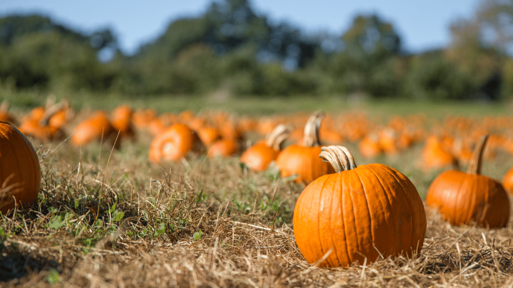 Finding Fall in SoCal | Pumpkin Patch