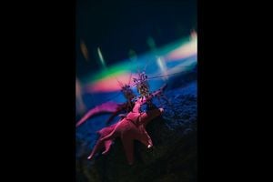 images-news-1stPlace_PhotographersNightContest2024-Joshua_Gluck_web_900_q85