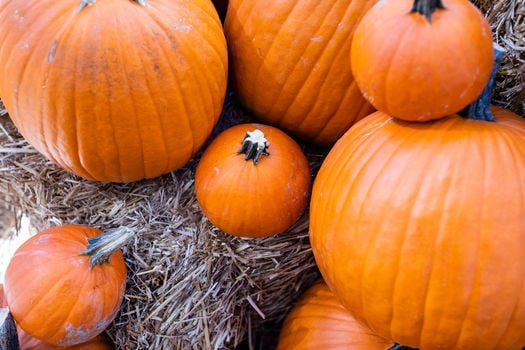 20221009_Pumpkin Event_Web_053