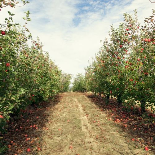 Permaculture Orchard: Grow Smarter, Not Harder!