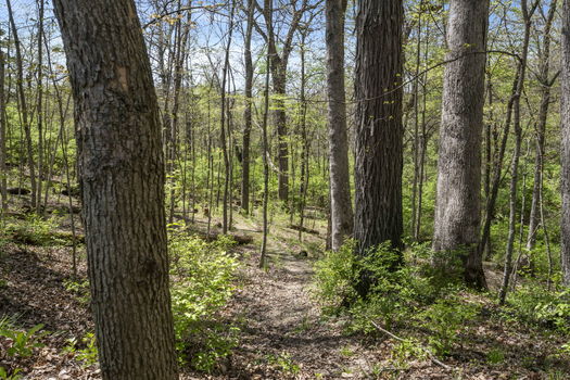 84-web-or-mls-DSC_5803