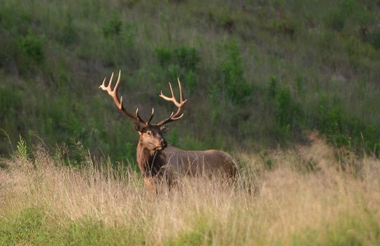 Kentucky-bull-elk-in-Daniel-Booke-Natl-Forest