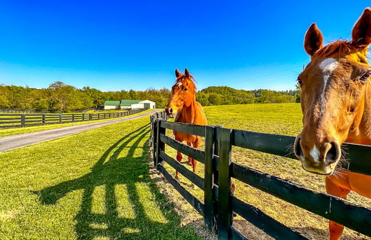 Land for sale-Danville Kentucky-farms for sale-horse farm for sale, horse boarding-007