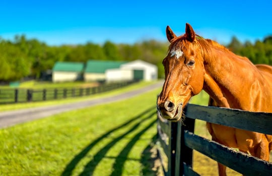 Land for sale-Danville Kentucky-farms for sale-horse farm for sale, horse boarding-150