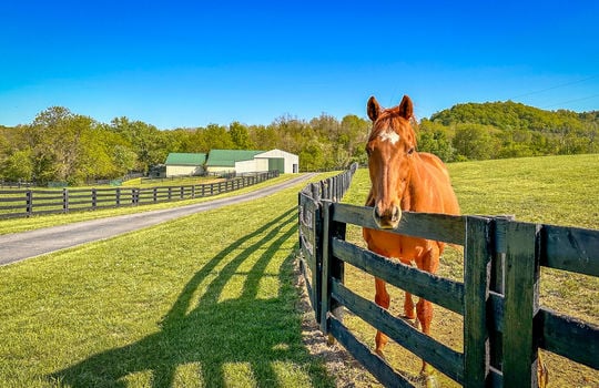 Land for sale-Danville Kentucky-farms for sale-horse farm for sale, horse boarding-152
