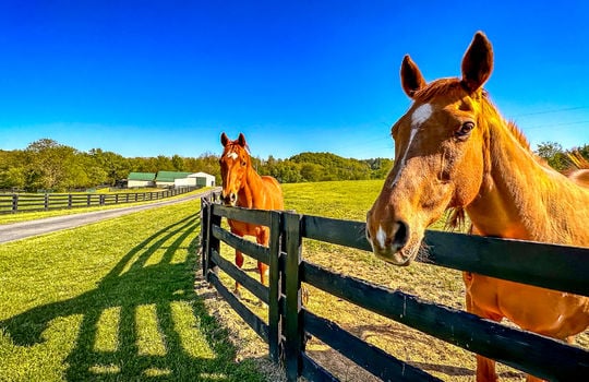 Land for sale-Danville Kentucky-farms for sale-horse farm for sale, horse boarding-153
