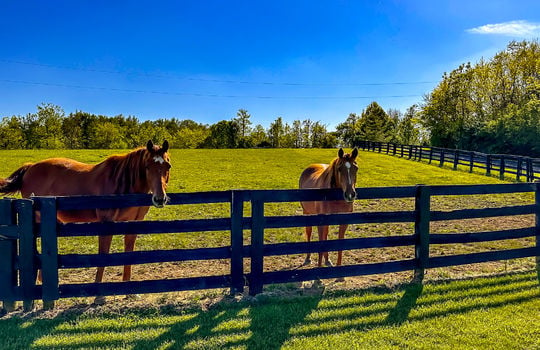 Land for sale-Danville Kentucky-farms for sale-horse farm for sale, horse boarding-179