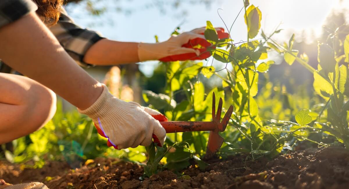 Preparing The Garden