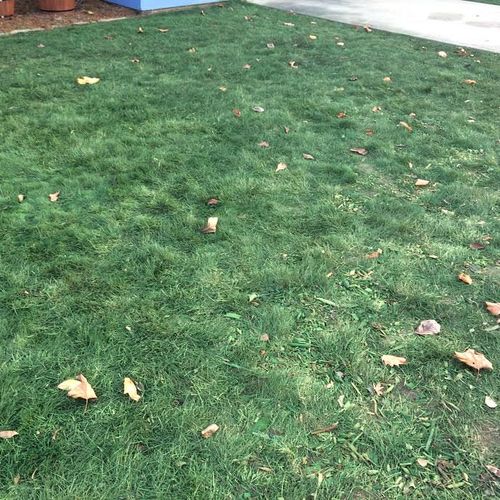 Turf Paint turns Dead Lawns Green