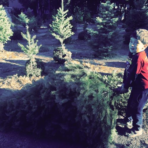 The Best Christmas Tree Farms in the Bay Area