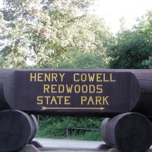 Escape the City: Why Henry Cowell Park in Felton is a Must-Visit