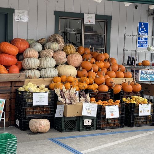Best Pumpkin Patches in the Bay Area
