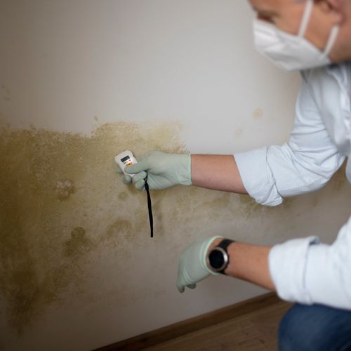 A Comprehensive Guide to Mold in your Bay Area Home