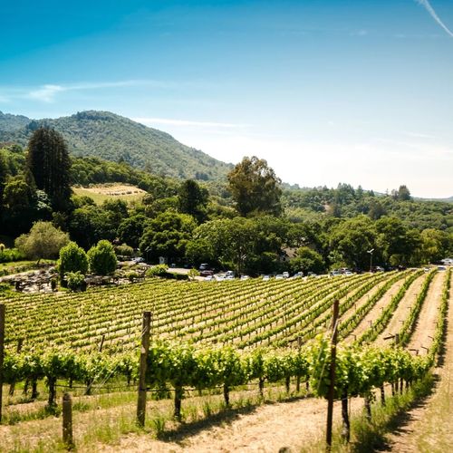 Explore the Wineries and Vineyards of Los Gatos