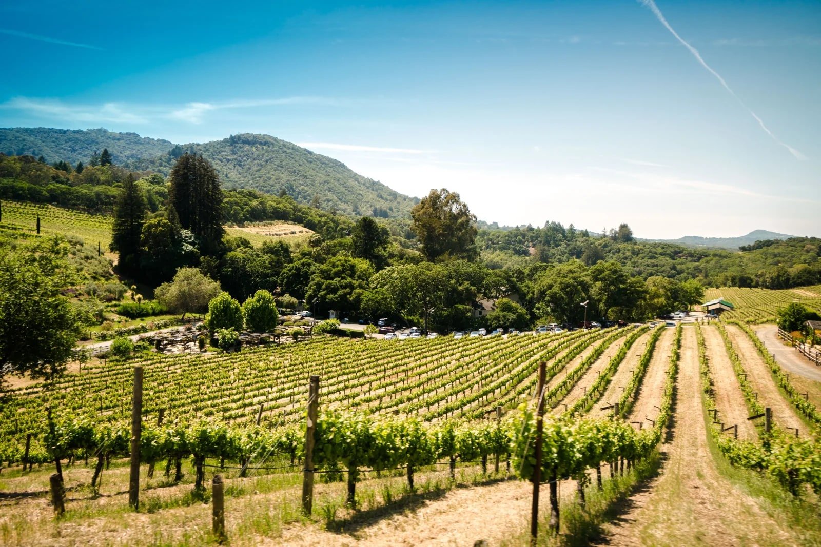 Los Gatos Winery and Vineyards