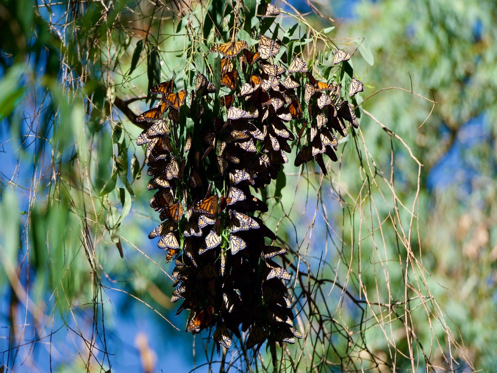 Santa Cruz Monarch Butterly Cluster