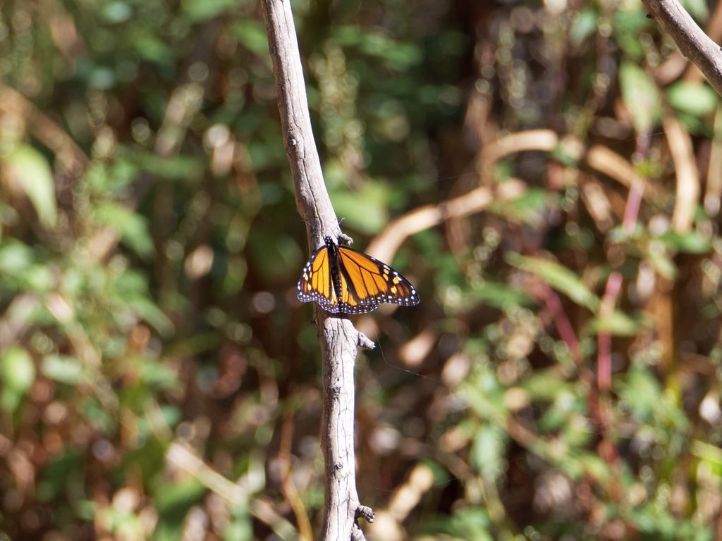 The Magical Journey Of Monarch Butterflies In Santa Cruz Seb Frey