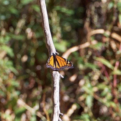 The Magical Journey of Monarch Butterflies in Santa Cruz