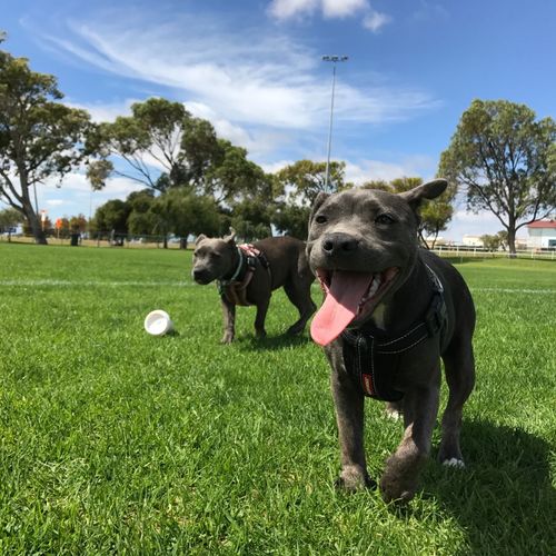 Best Dog-Friendly Parks in Saratoga