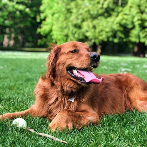 Best Dog-Friendly Parks in Sunnyvale