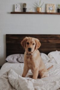 Puppy on bed