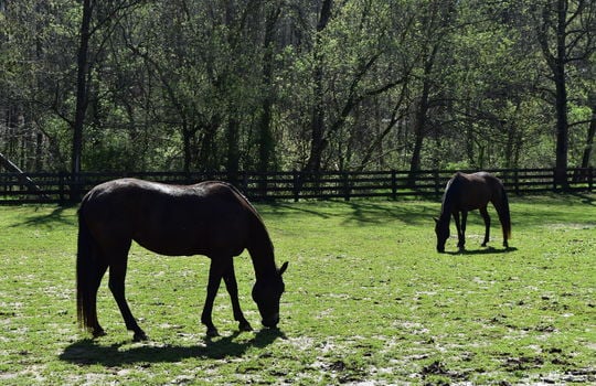 runneymede-neighborhood-pastures-3-davidson-nc