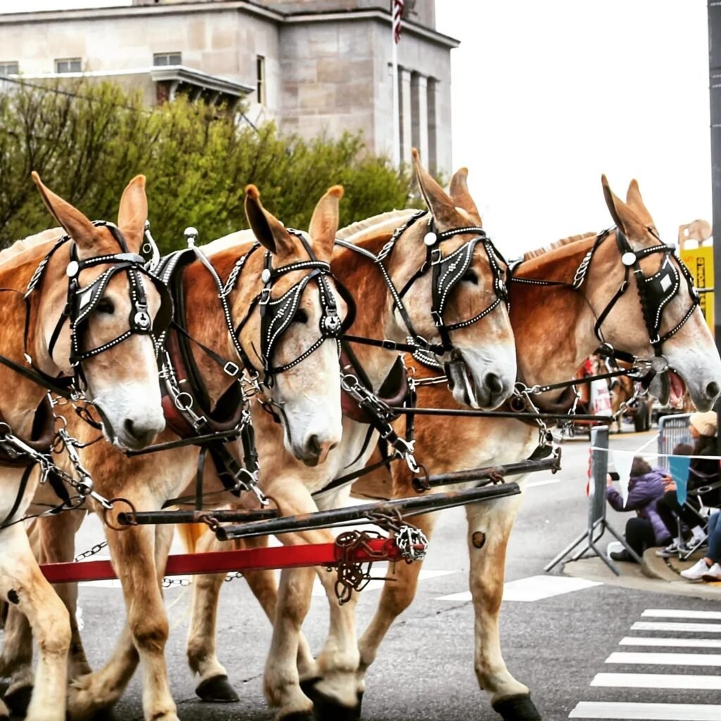 mule day columbia tn