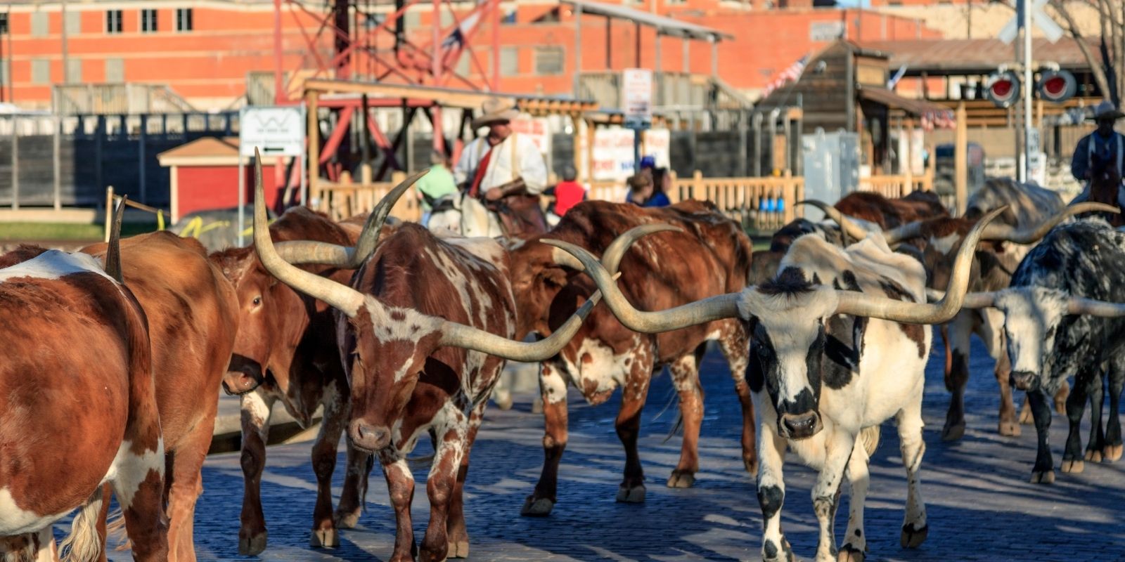 Cowboys driving longhorn cattle down the streets of Fort Worth