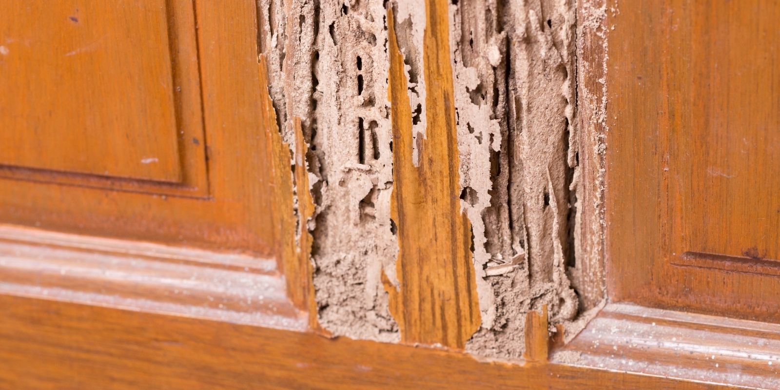 Termite damage on cabinets in a Fort Worth home