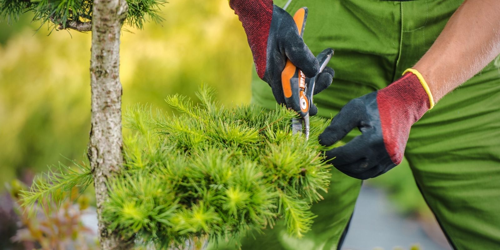 3. Trim the Trees