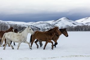 Horses in Colorado