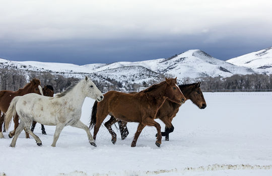 Horses in Colorado