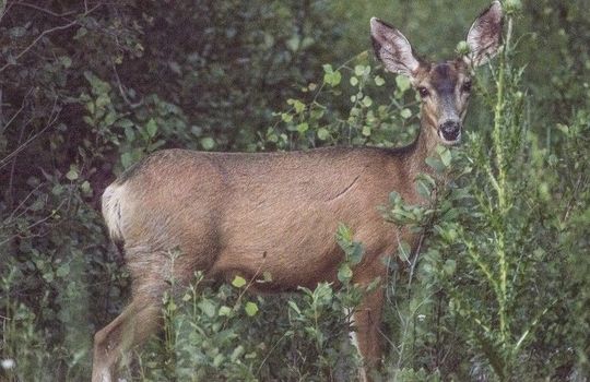 700 Aspen Bluff Lane-print-012-2-Land-4200&#215;2803-300dpi