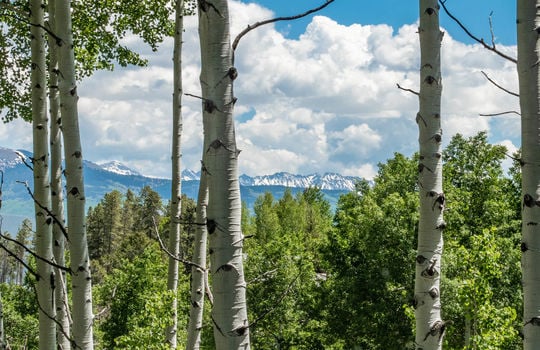 491-Forest-Trail-Website-and-MLS-Malia-Edited-0053