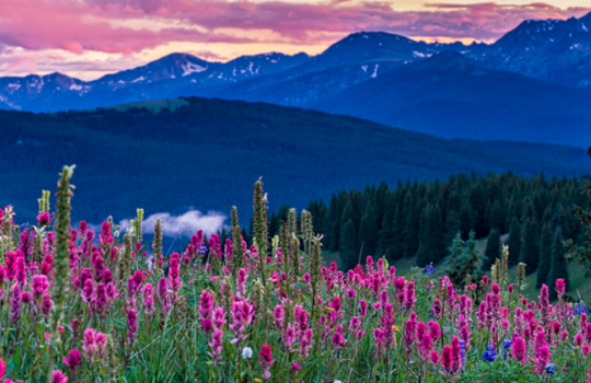 Vail Spring Flowers