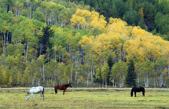 Eagle_shutterstock_27265114