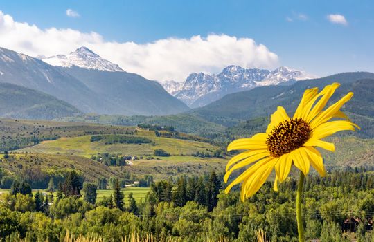Edwards_ScenicView_Sunflower_0E4A1465